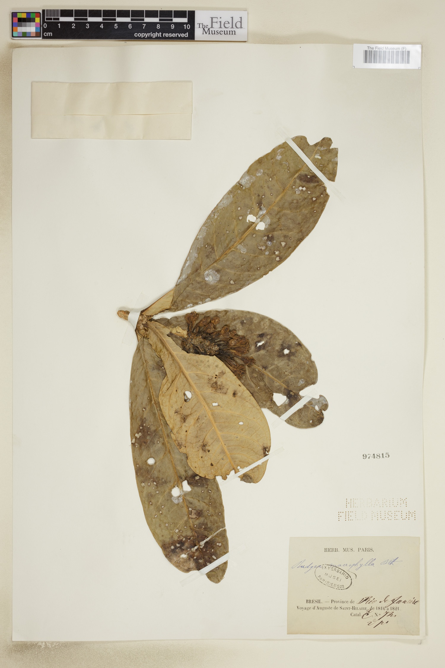 Rudgea macrophylla image