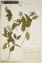 Rudgea jasminoides subsp. corniculata image