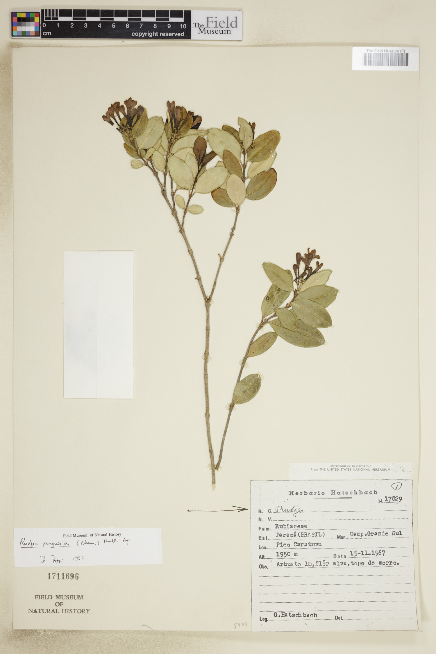 Rudgea parquioides