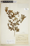 Rudgea parvifolia image