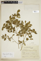 Rudgea parvifolia image