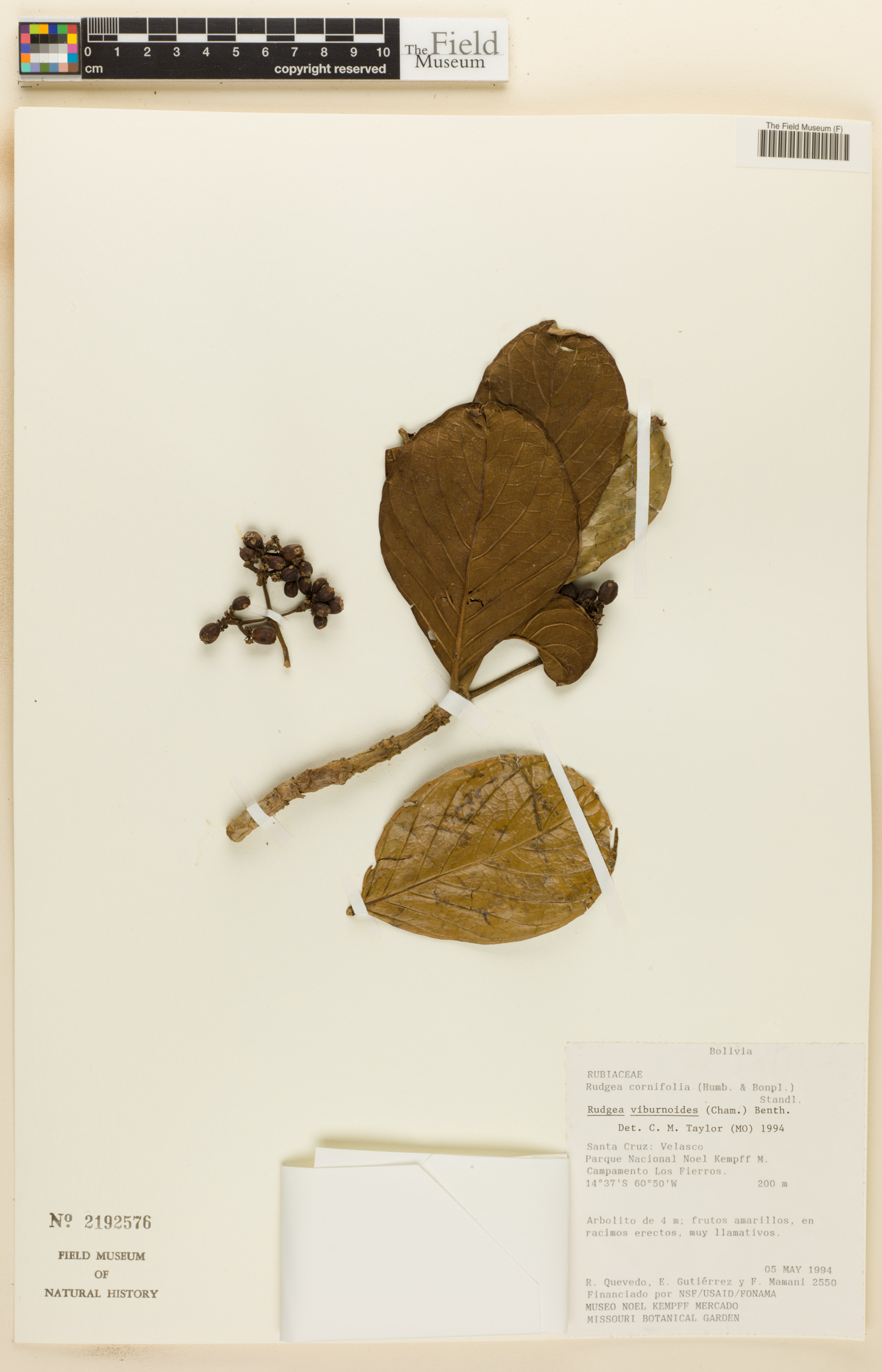 Rudgea viburnoides image