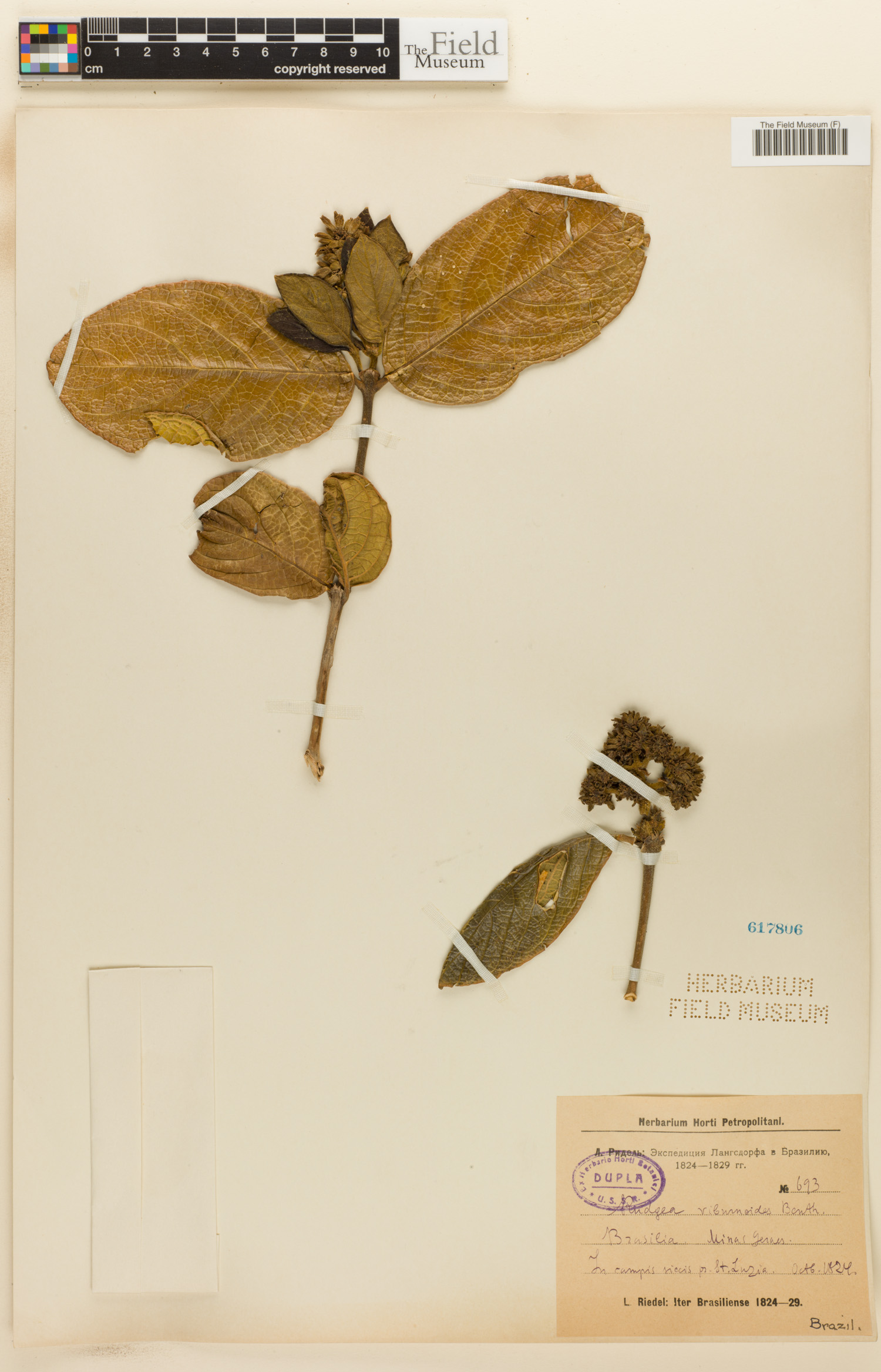 Rudgea viburnoides image