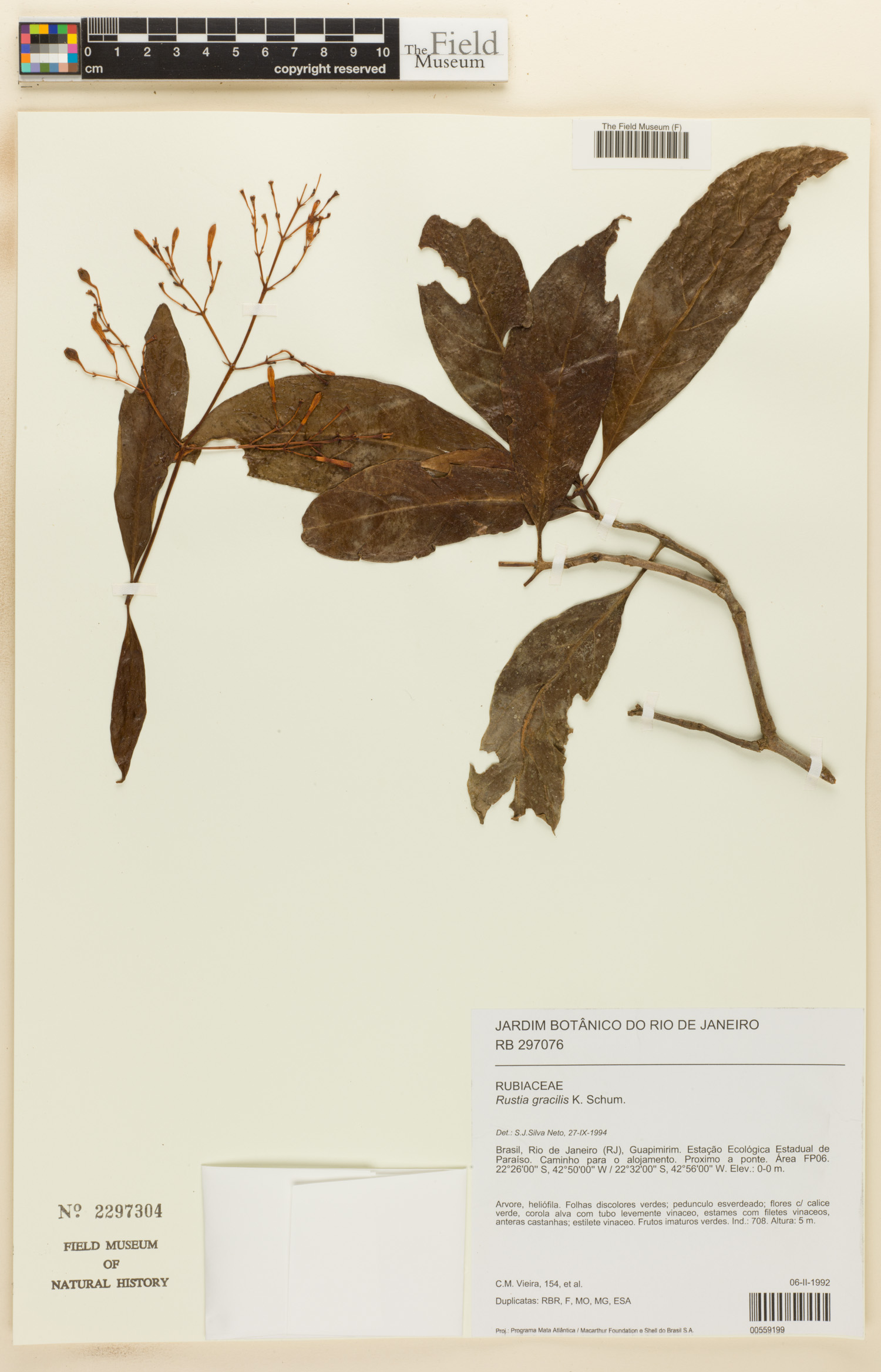 Rustia gracilis image