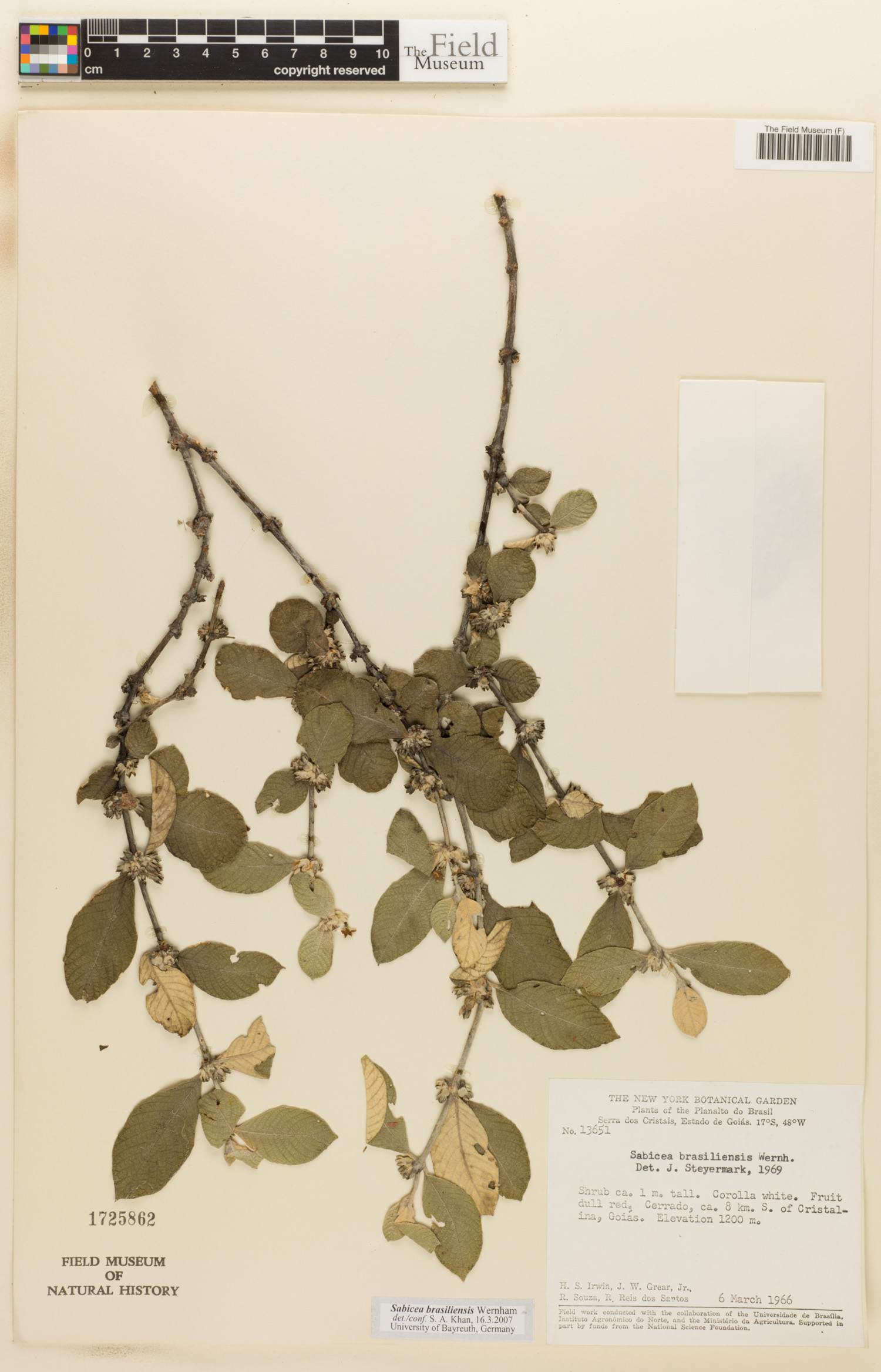 Sabicea brasiliensis image
