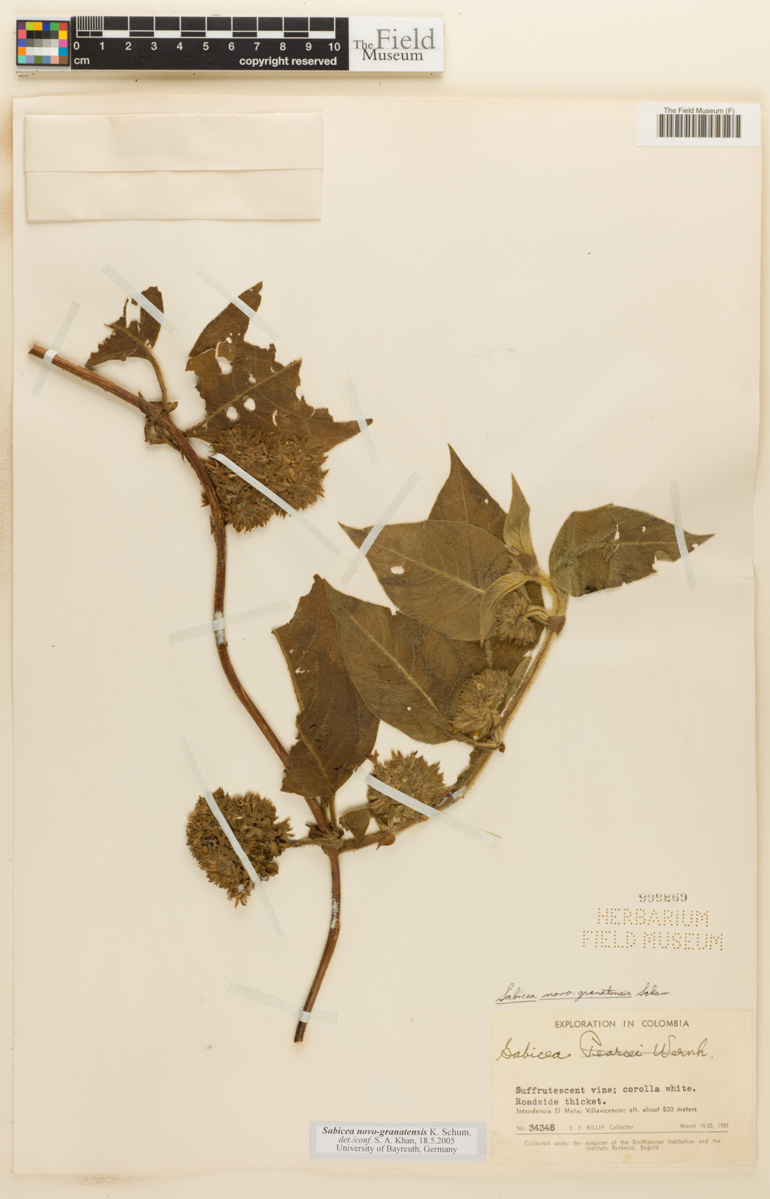 Sabicea novo-granatensis image