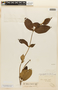 Sabicea oblongifolia image