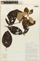 Sabicea oblongifolia image