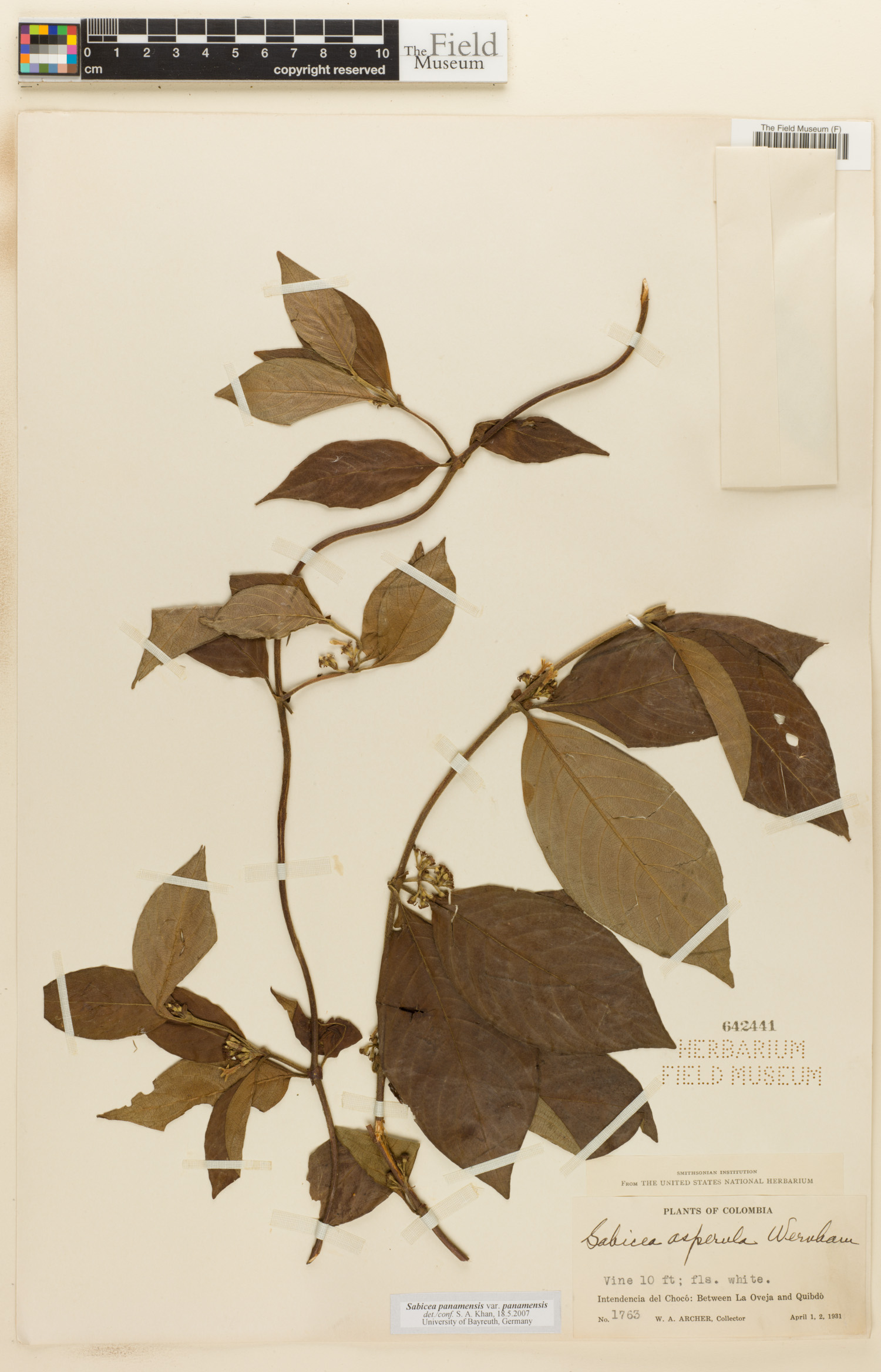 Sabicea panamensis image
