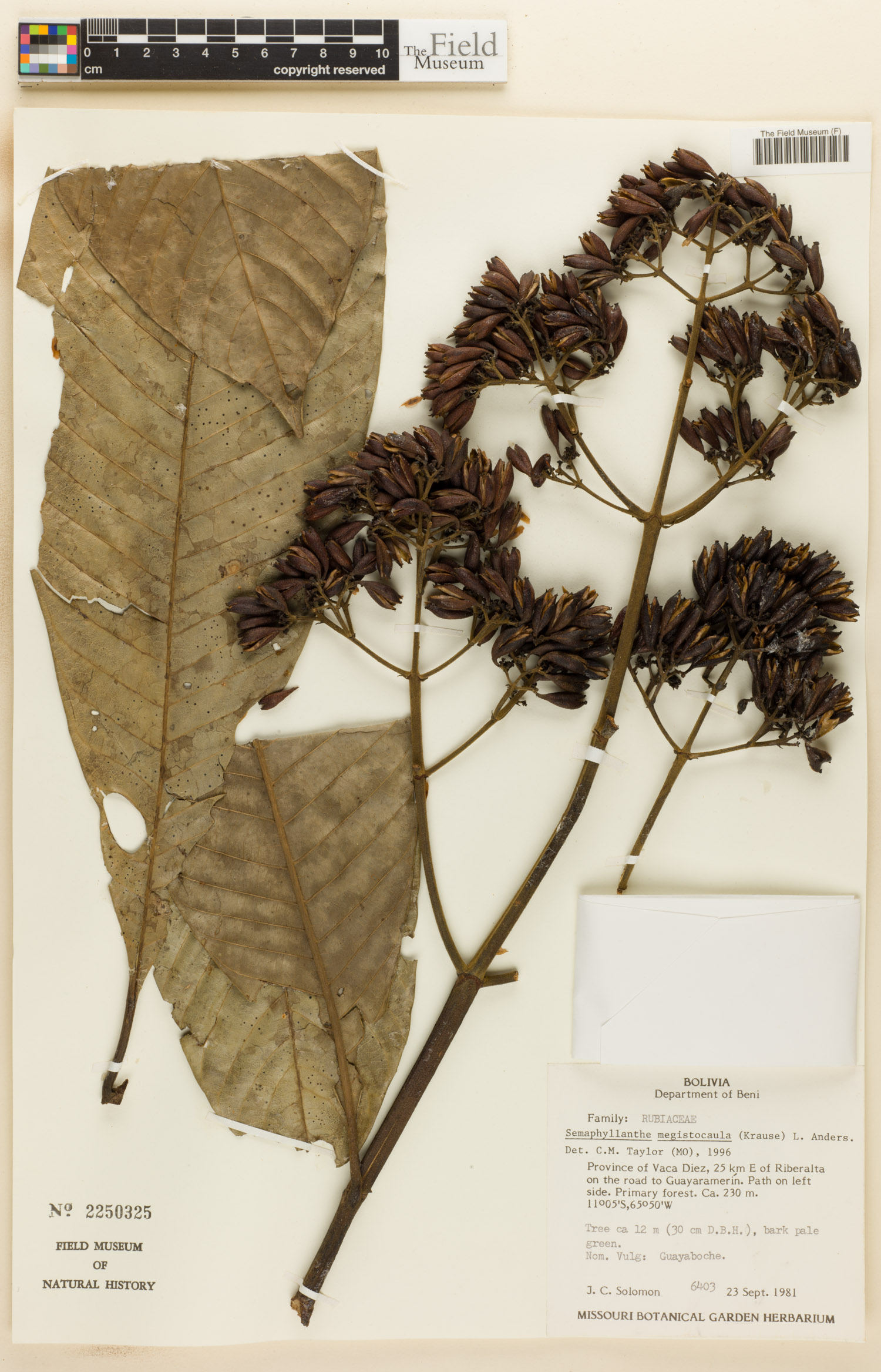 Semaphyllanthe megistocaula image