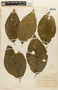 Simira cordifolia image