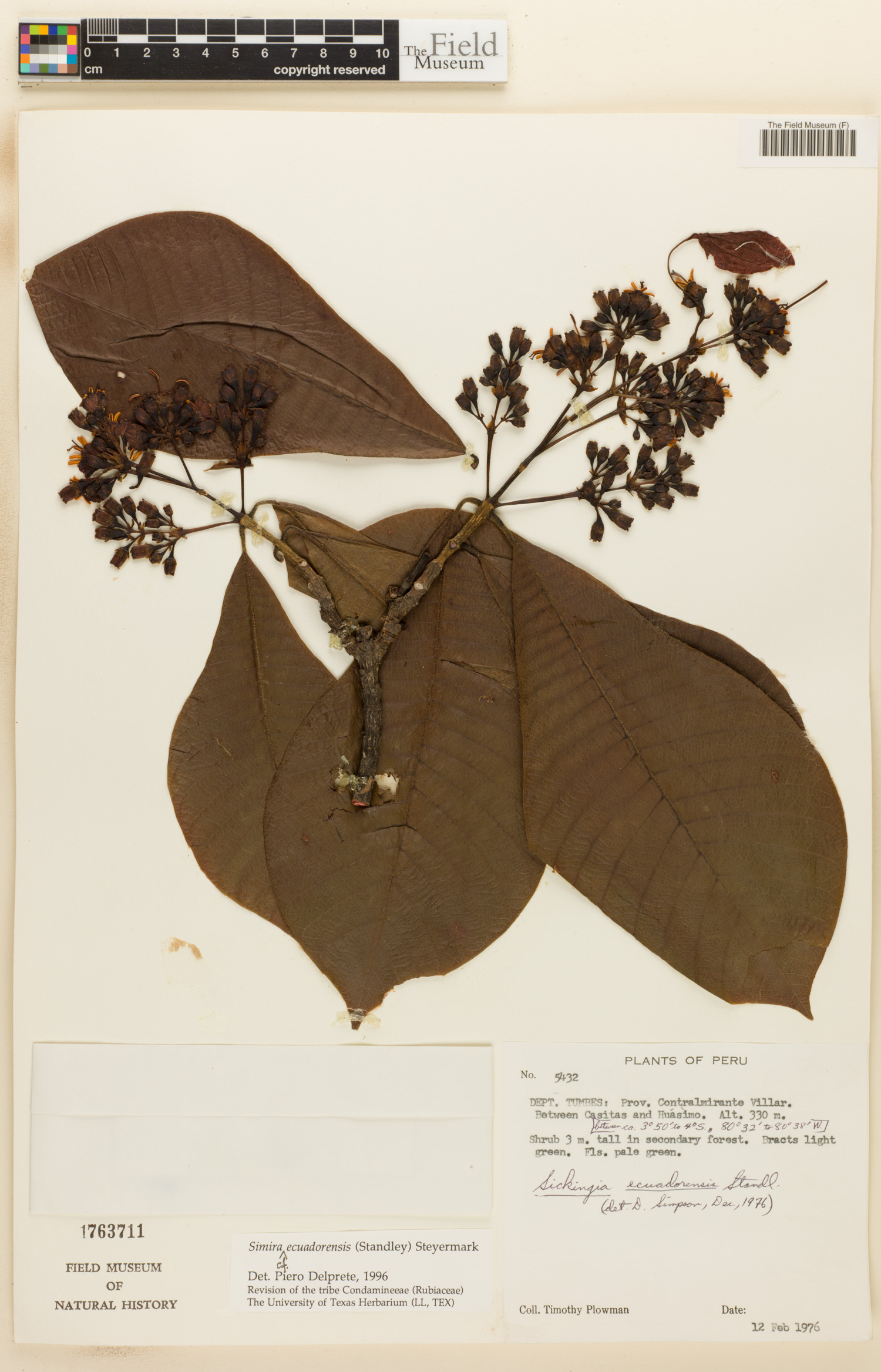 Simira ecuadorensis image