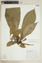 Simira longifolia image