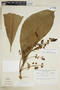 Simira longifolia image