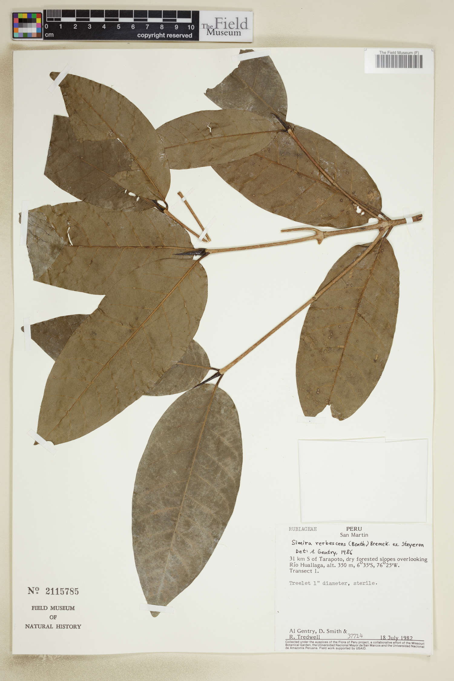 Simira rubescens image