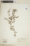 Sipanea biflora image