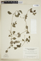 Sipanea biflora image