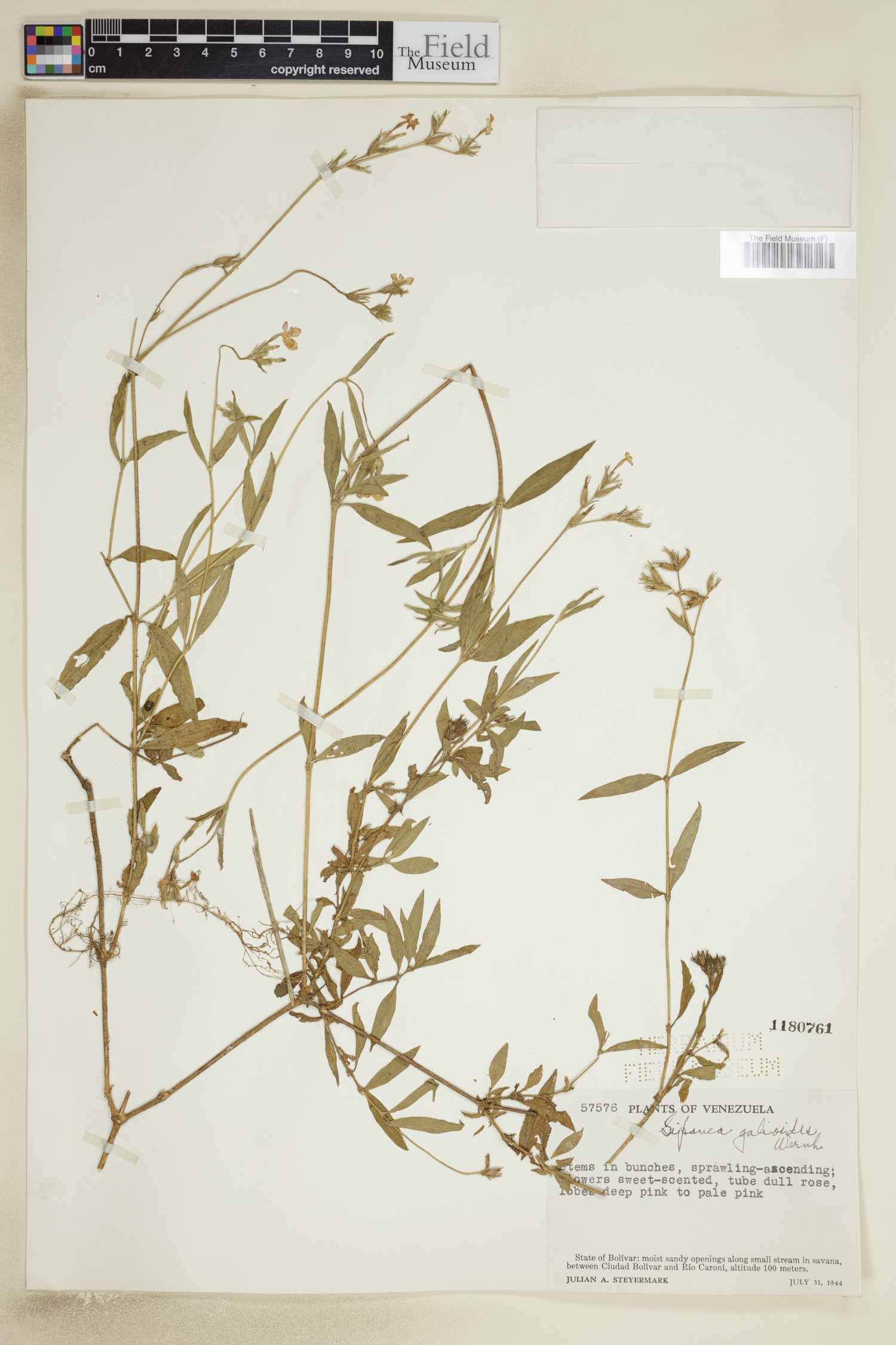 Sipanea galioides image