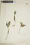 Sipanea hispida image