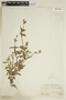 Sipanea hispida image