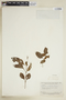 Sipanea ovalifolia image