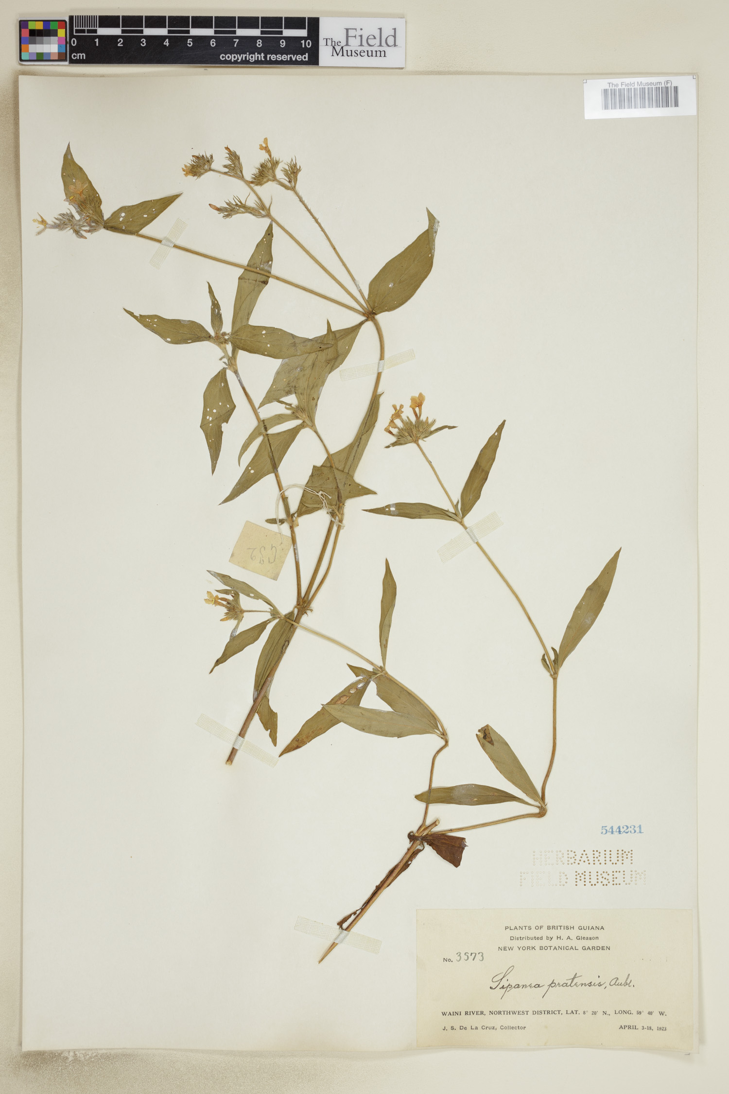 Sipanea pratensis image
