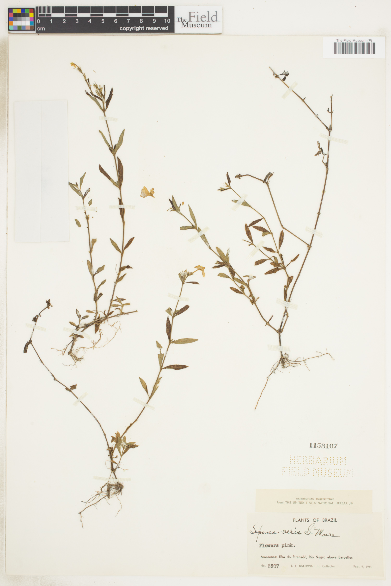 Sipanea veris image