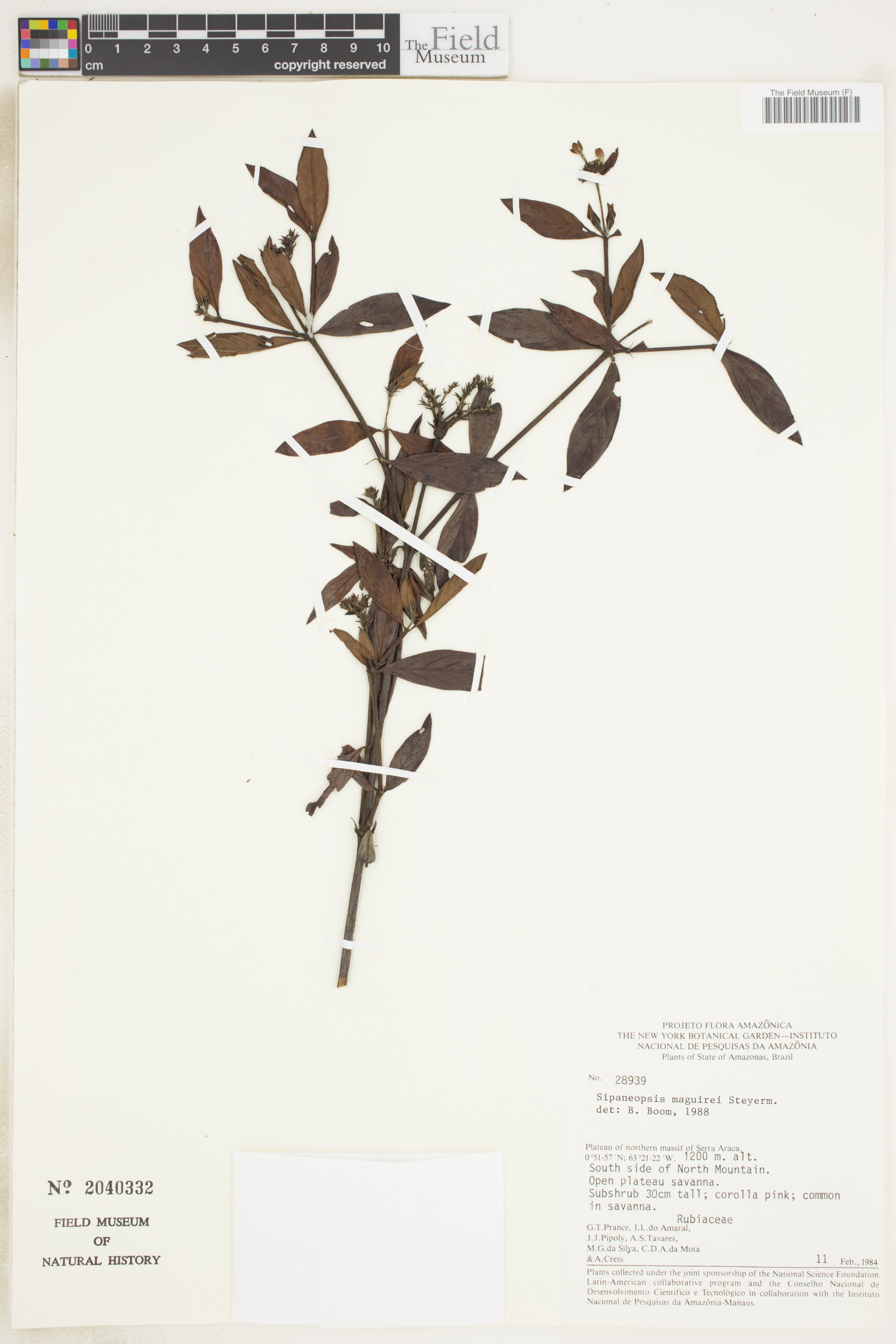 Sipaneopsis maguirei image