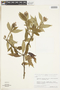 Sipaneopsis rupicola image