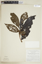 Sphinctanthus maculatus image