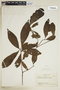 Sphinctanthus striiflorus image