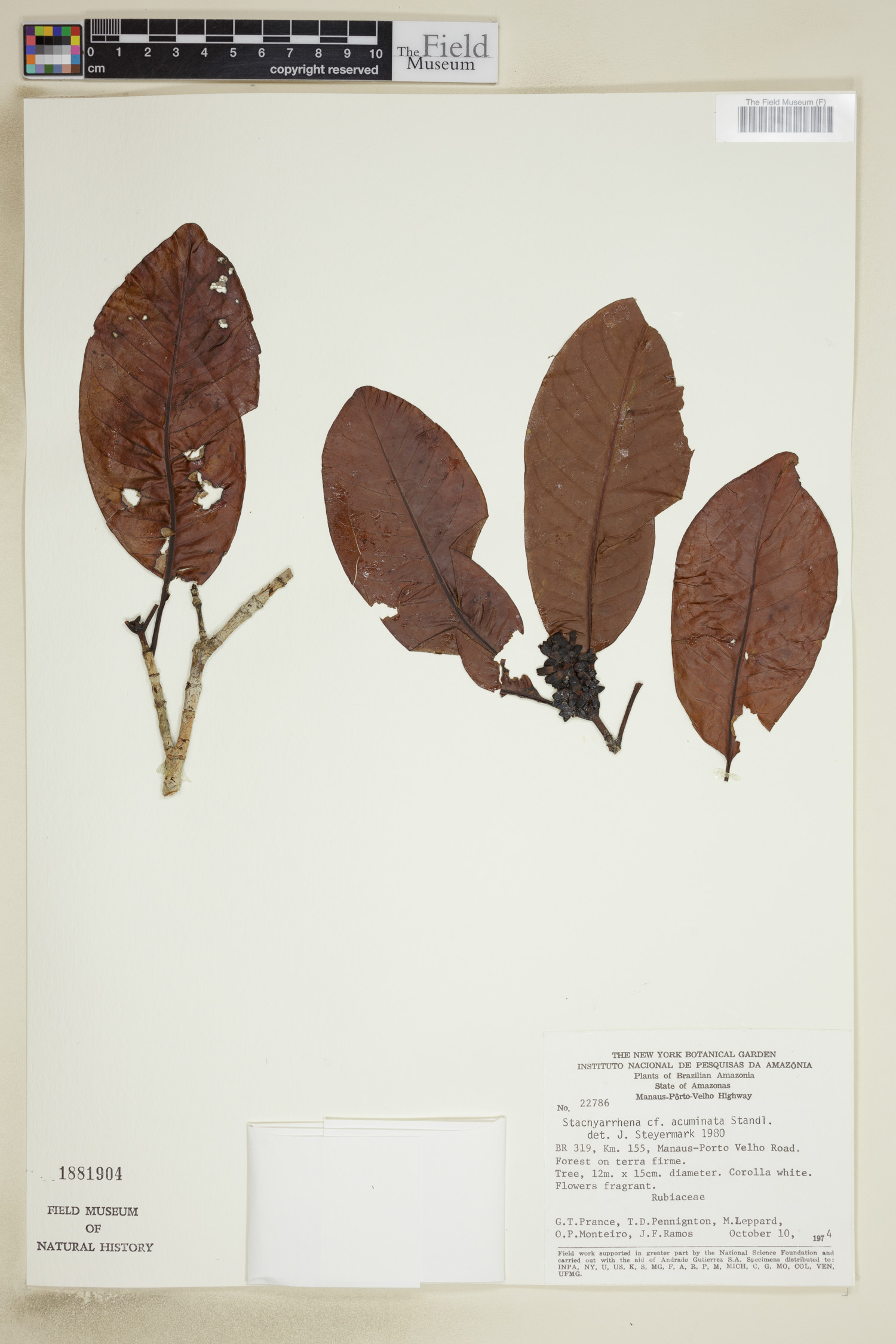 Stachyarrhena acuminata image