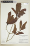 Stachyarrhena penduliflora image
