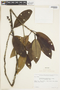 Stachyarrhena penduliflora image