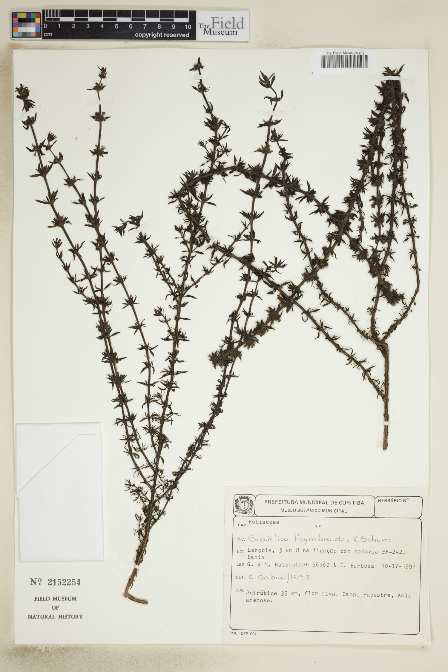 Staelia image