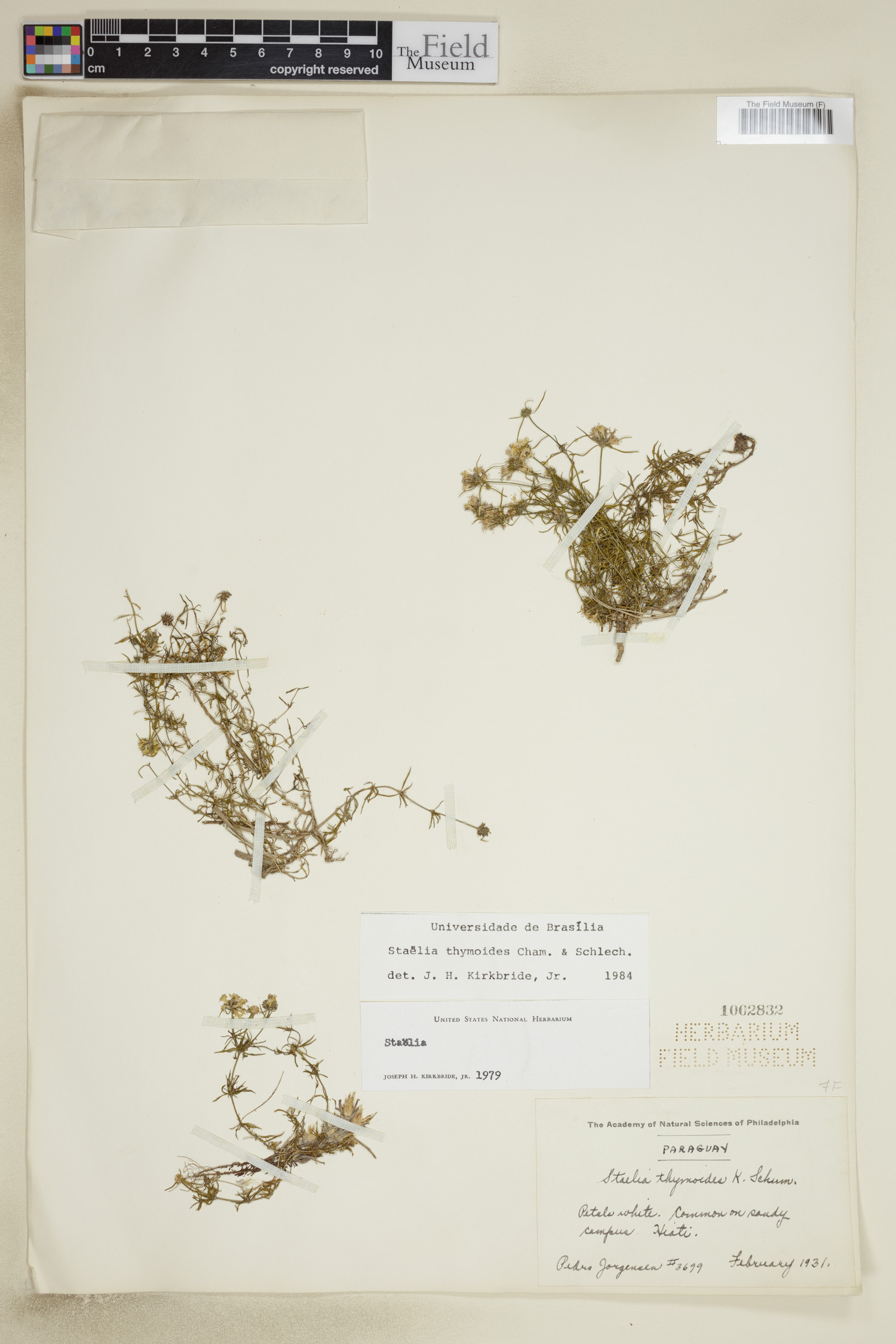 Staelia image