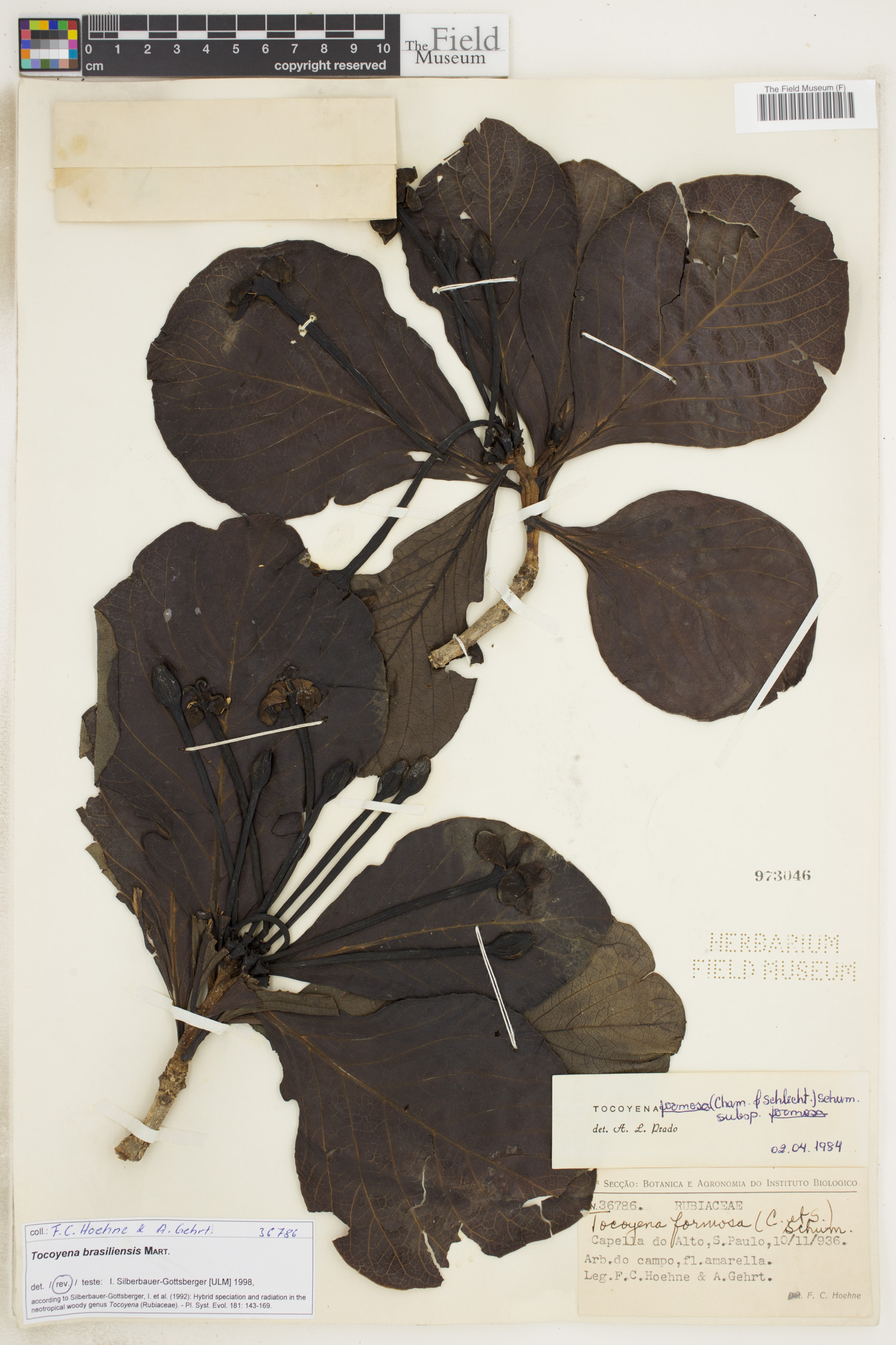 Tocoyena brasiliensis image