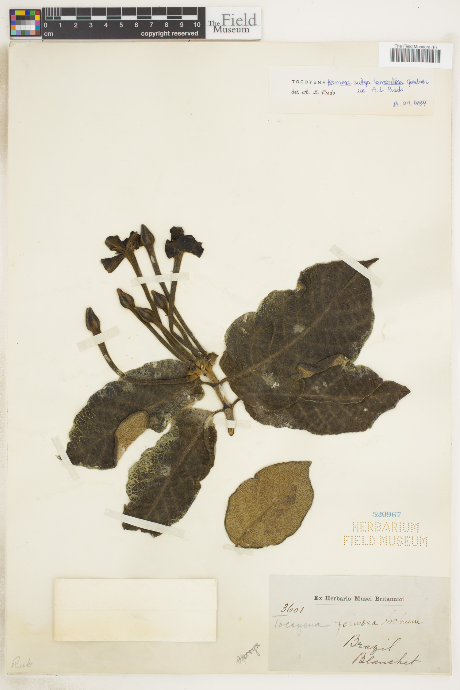 Tocoyena formosa image