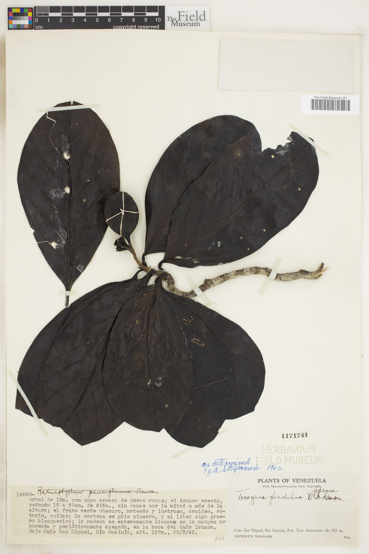 Tocoyena pendulina image