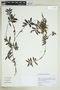 Psychotria marcgraviella image