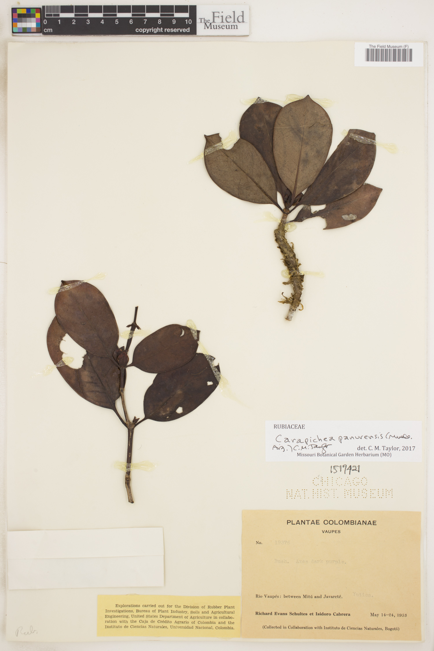 Carapichea panurensis image
