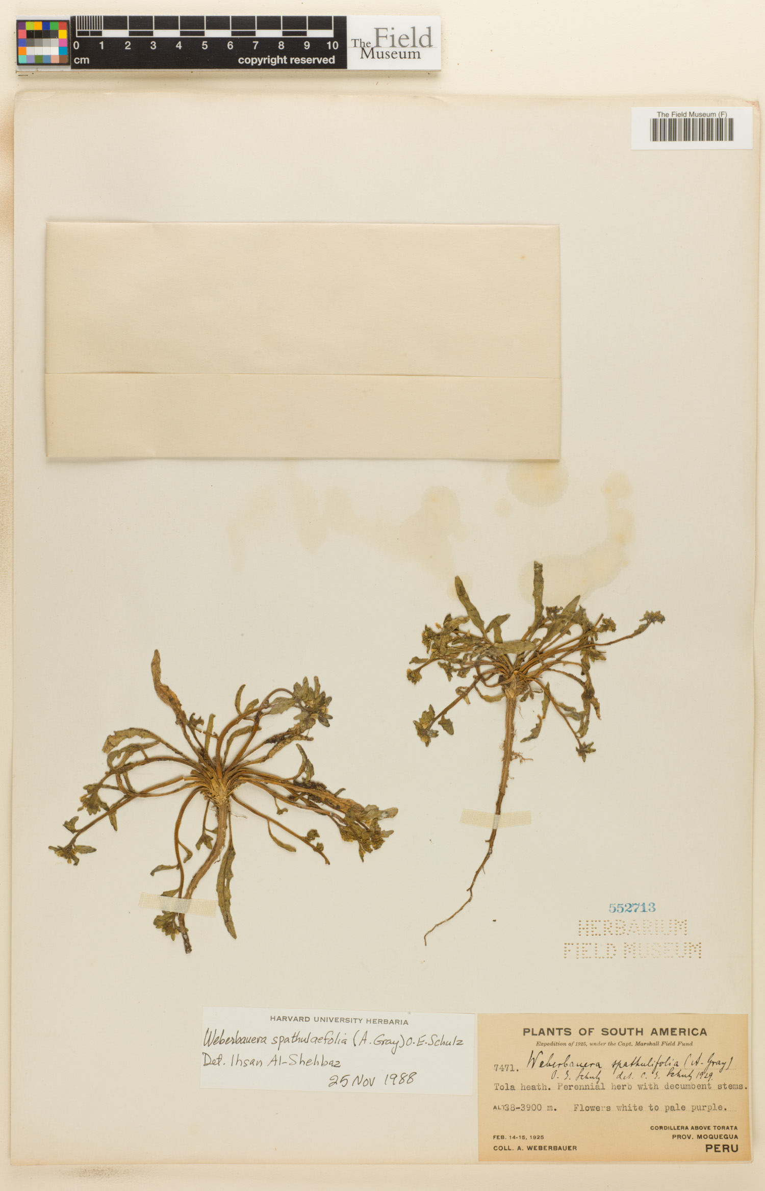 Weberbauera spathulifolia image