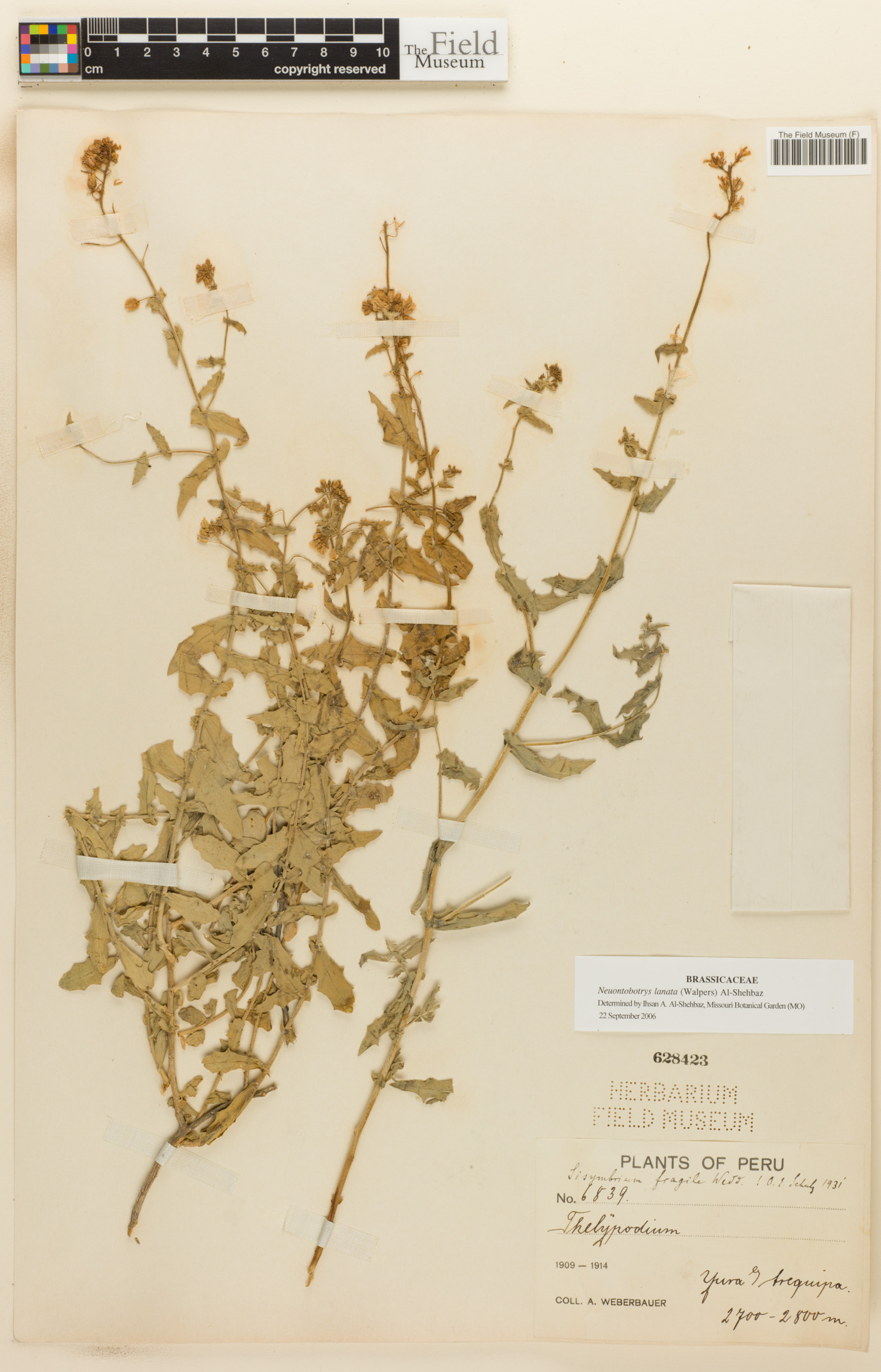 Neuontobotrys lanata image