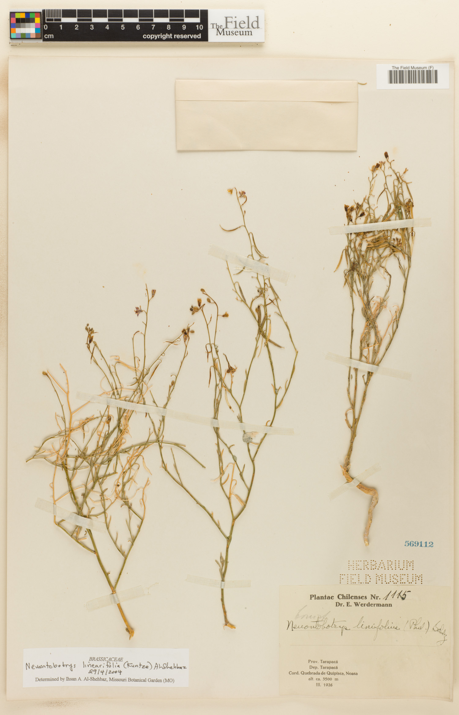 Neuontobotrys linearifolia image