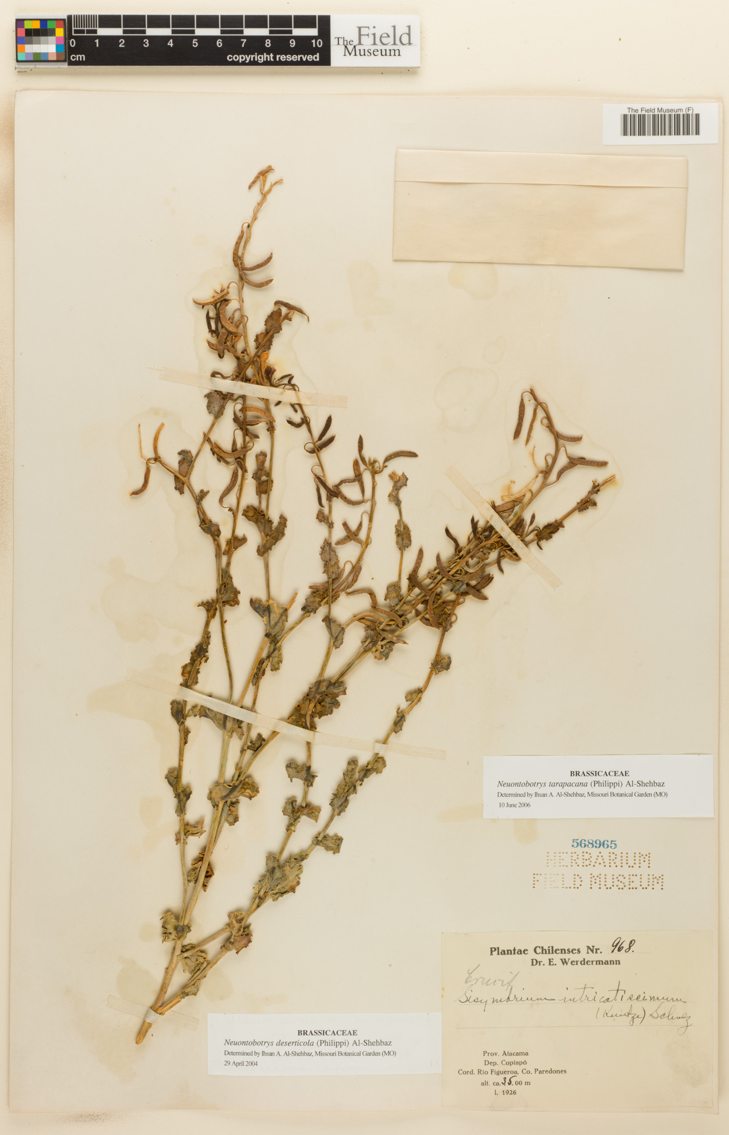 Neuontobotrys tarapacana image