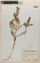 Chenopodium graveolens image