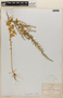 Chenopodium graveolens image