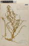 Chenopodium incisum image