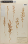 Chenopodium incisum image
