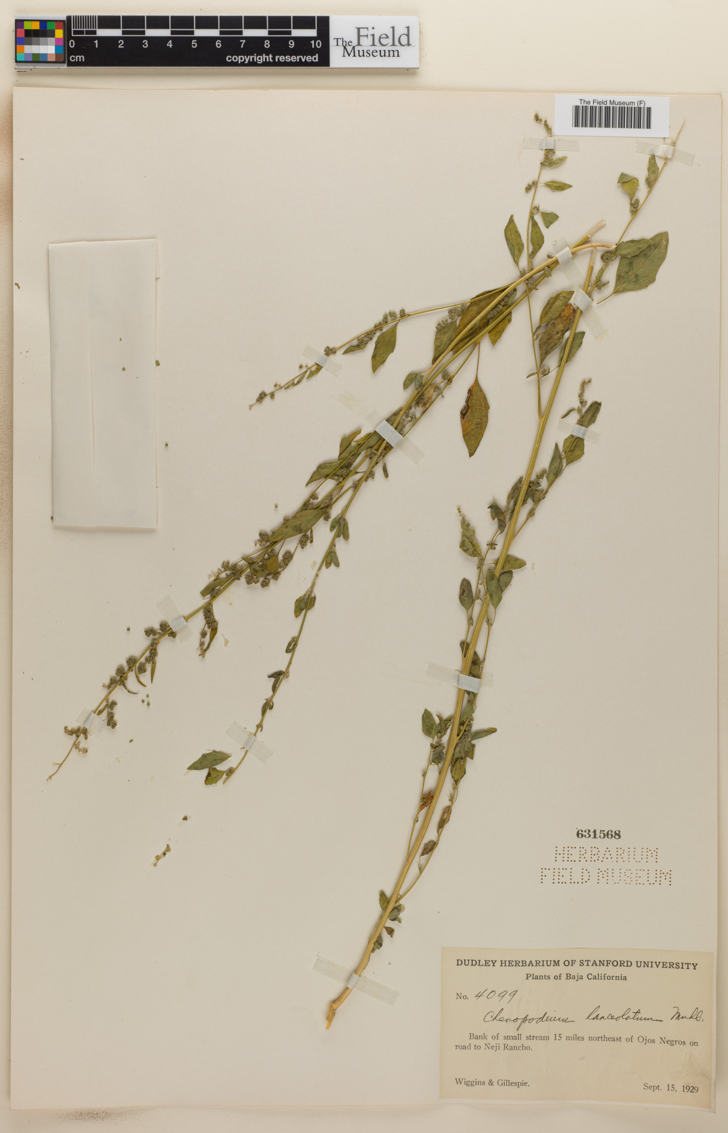 Chenopodium lanceolatum image